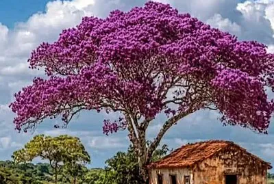 פאזל של imagem