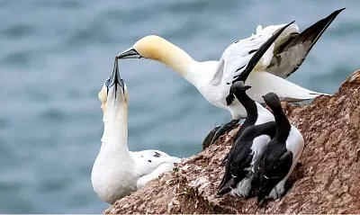 Familia Aves jigsaw puzzle