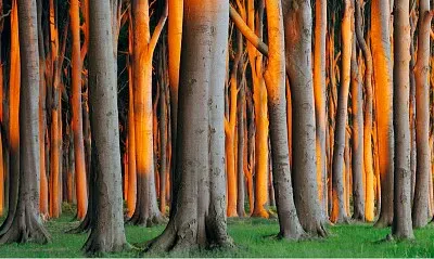 Bosque luminoso