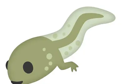 Metamorfosis de la rana jigsaw puzzle