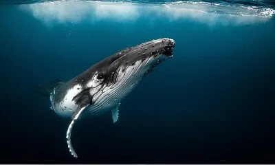 Ballena Azul jigsaw puzzle