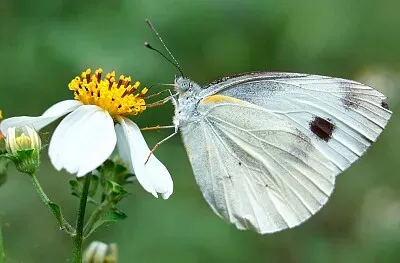 白粉蝶 jigsaw puzzle