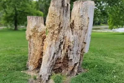 arbre