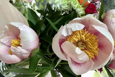 פאזל של Pink Peonies