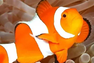 פאזל של יחסי גומלין