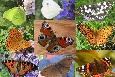 Blumen, Formen, Farben