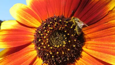 Sonnenblume mit Biene