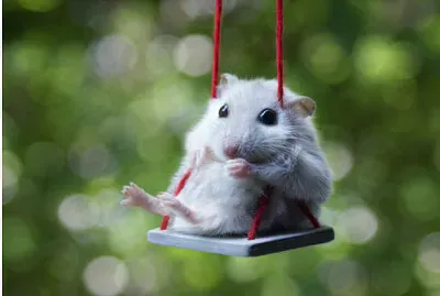 פאזל של Hamster