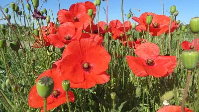 Mohn