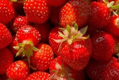 FRAGOLE