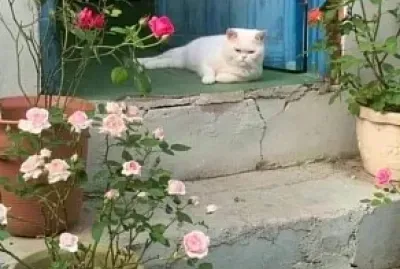 Gato