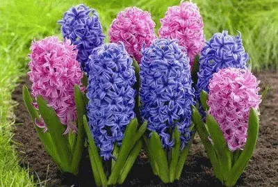 ImÃ¡genes jigsaw puzzle