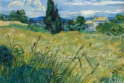 Green Wheat Field with Cypress