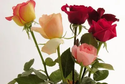 flores