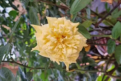 Rosa Branca
