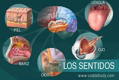 5 sentidos diarios