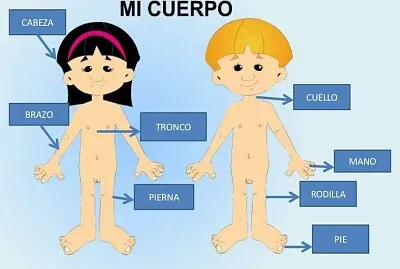 mi cuerpo humano
