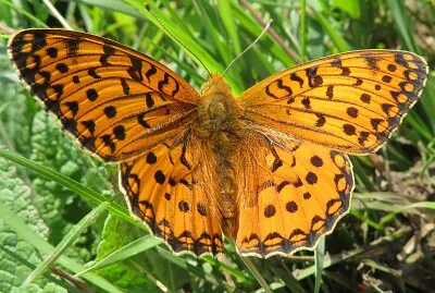 Schmetterlinge, Insekten