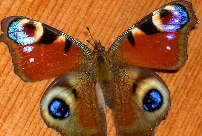 Pfauenauge