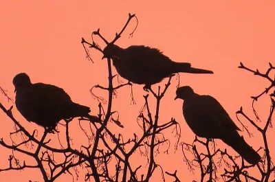 Tauben imAbendlicht