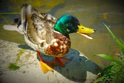 Ente