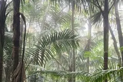Cerro Guilarte 1, Adjuntas, PR