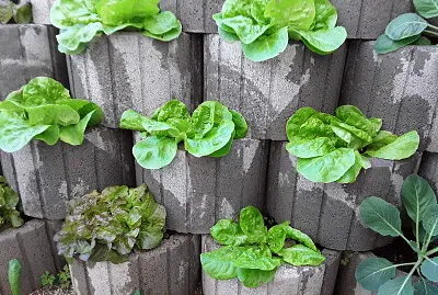 Salat jigsaw puzzle