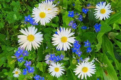 Gänseblümchen