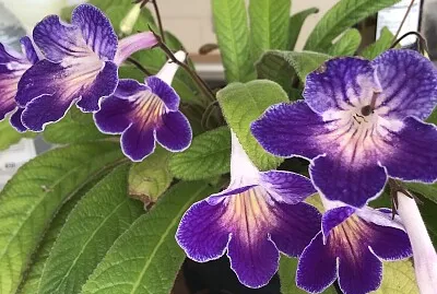 פאזל של Cape Primrose (Streptocarpus) 1 1