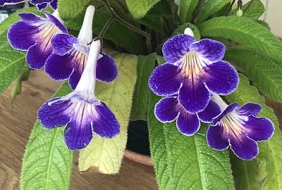 פאזל של Cape Primrose (Streptocarpus) 2