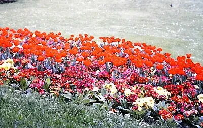 jardim 1 jigsaw puzzle