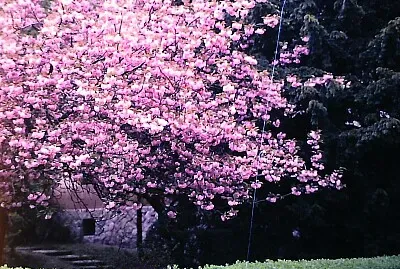 jardim 4 jigsaw puzzle