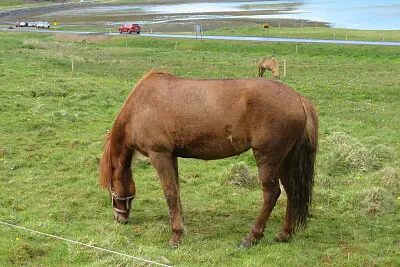 Island-Pferd