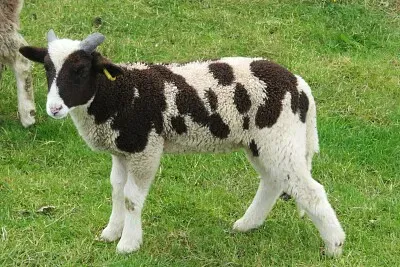 Island-Lamm jigsaw puzzle