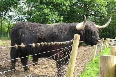 schottisches Hochlandrind jigsaw puzzle