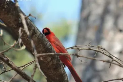 Cardinal