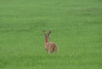 In a Field of Green jigsaw puzzle