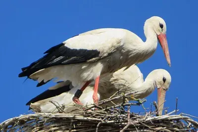 Störche jigsaw puzzle