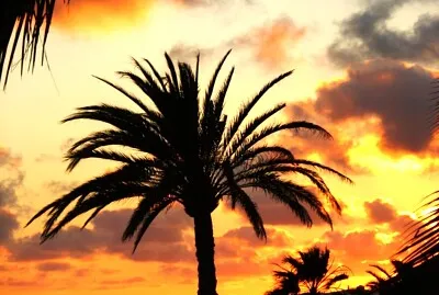 Palme auf Lanzarote