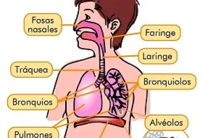 CUERPO HUMANO