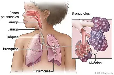 SISTEMA RESPIRATORIO 2