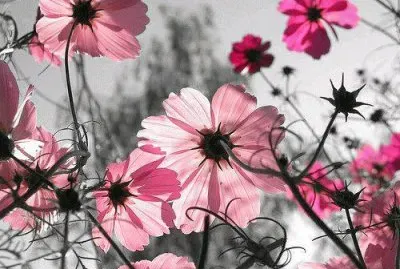 ImÃ¡genes jigsaw puzzle