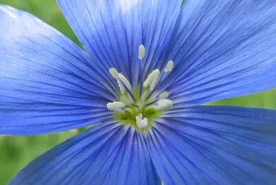 פאזל של Blüte