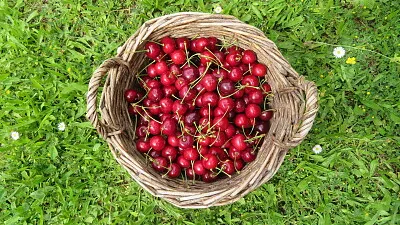 Kirschen