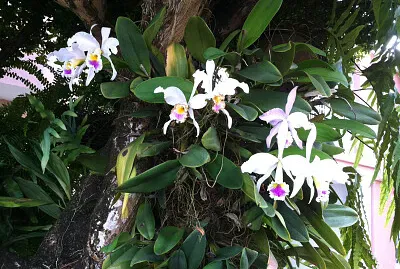 Orquideas