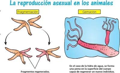 Reproduccion asexual animales