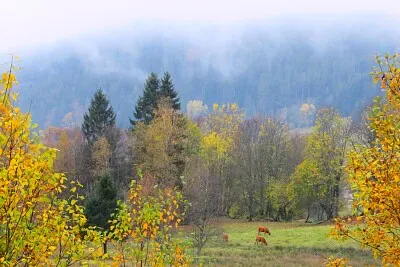 Schwarzwald im Herbst