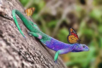 ImÃ¡genes jigsaw puzzle