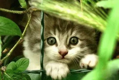 ImÃ¡genes jigsaw puzzle