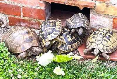 פאזל של Schildkröten